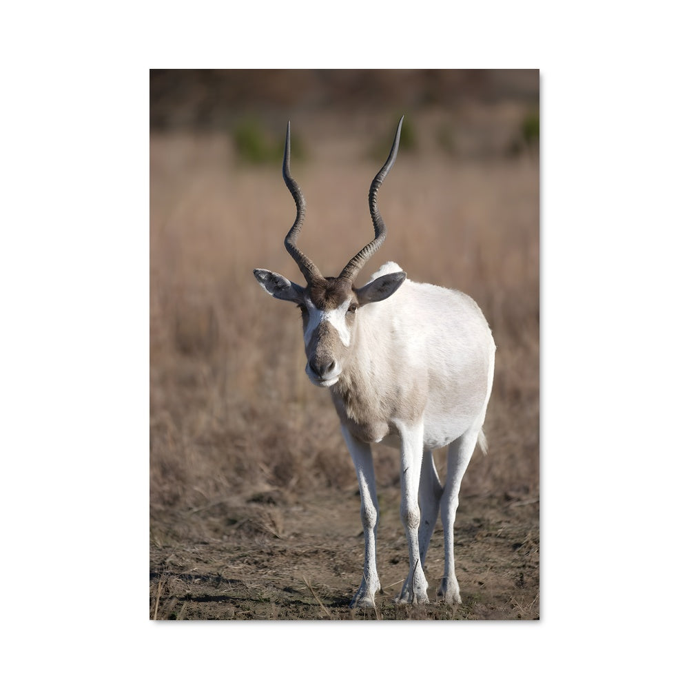 Poster La Chèvre Majestueuse