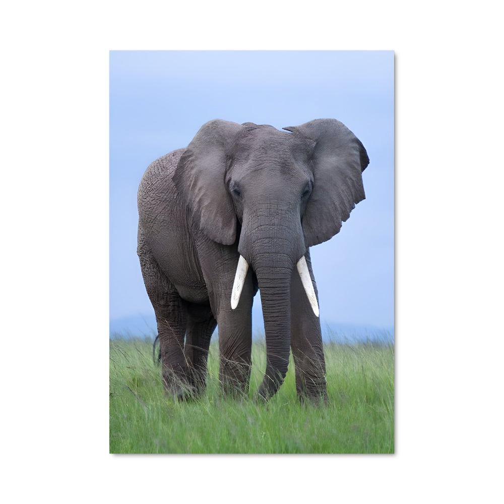 Poster Majesté de la Savane