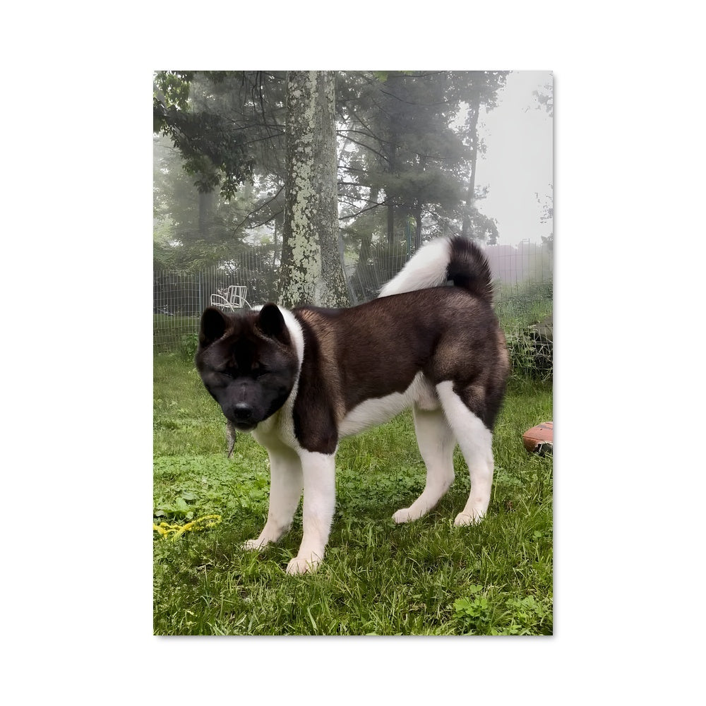 Poster Akita en Prairie