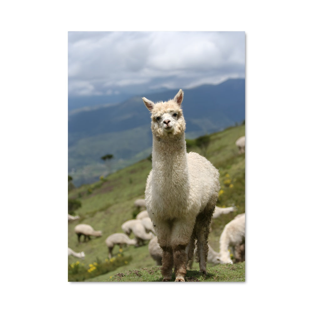 Poster Mouton Montagnard