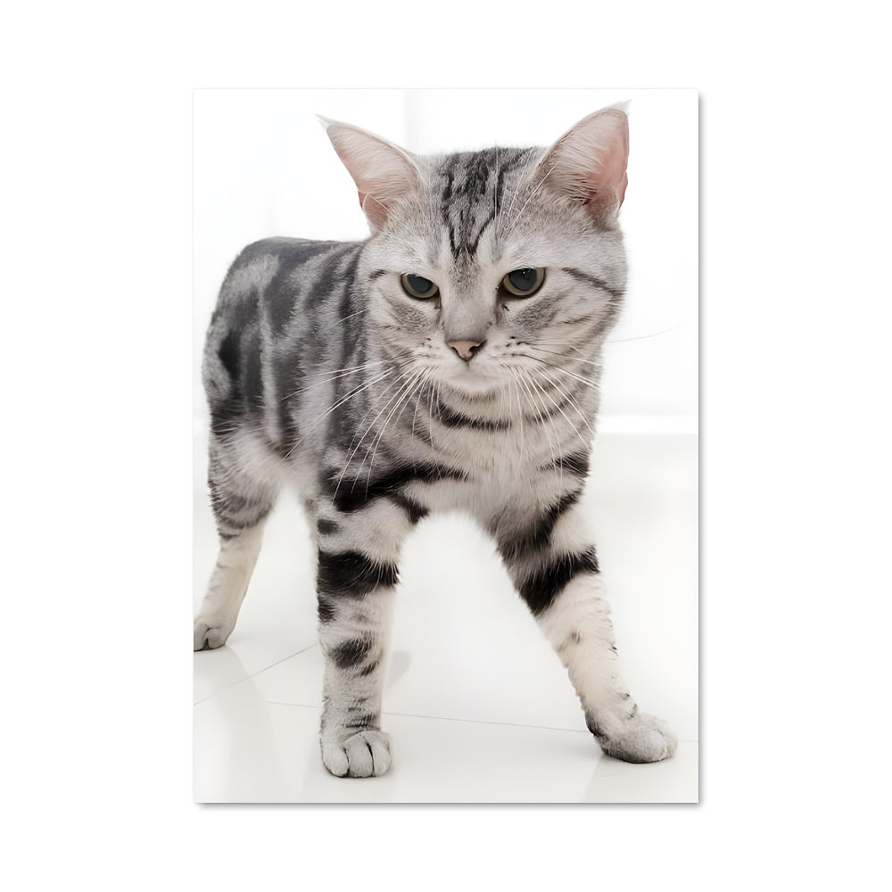 Poster Regard de Félin