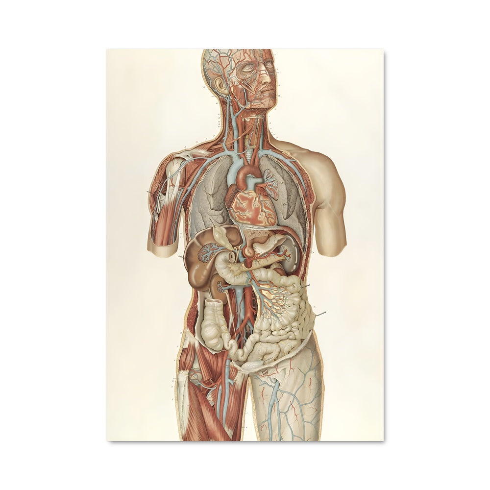 Poster Anatomie Torse