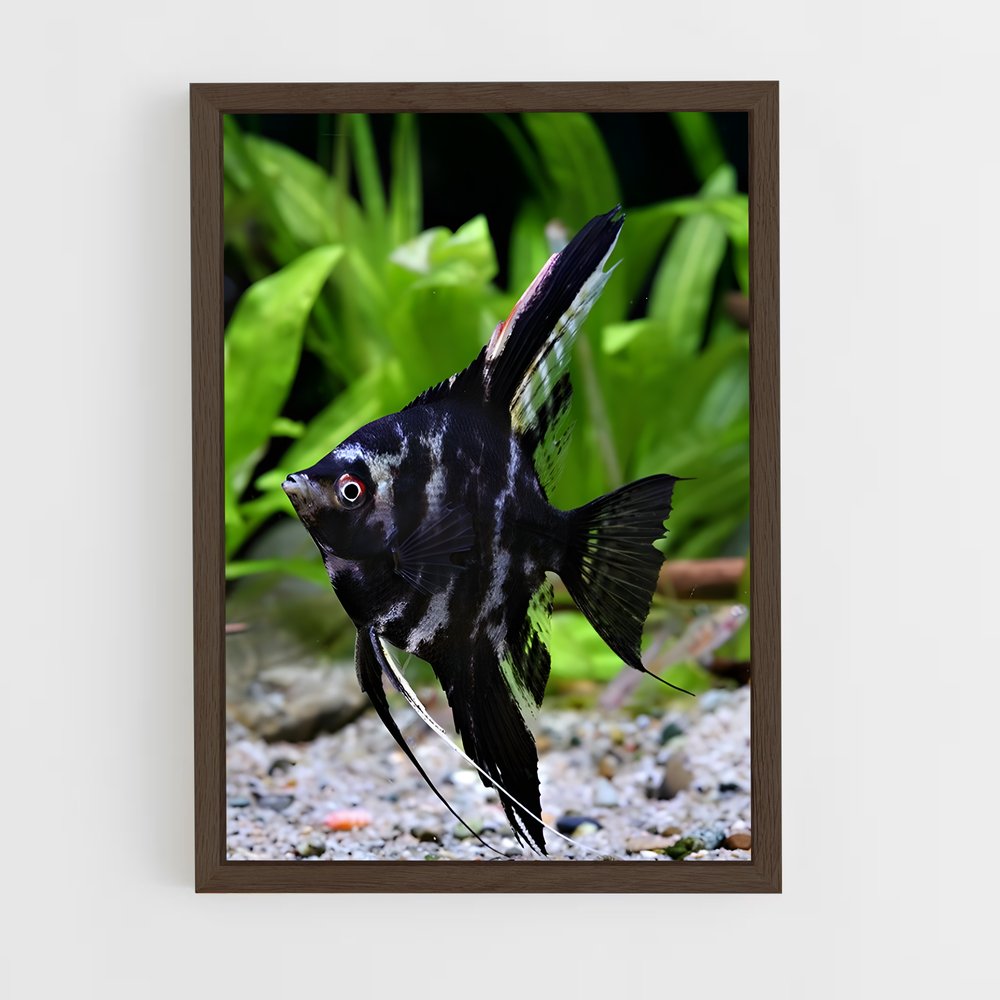 ap-angelfish-3 cadre Bois foncé