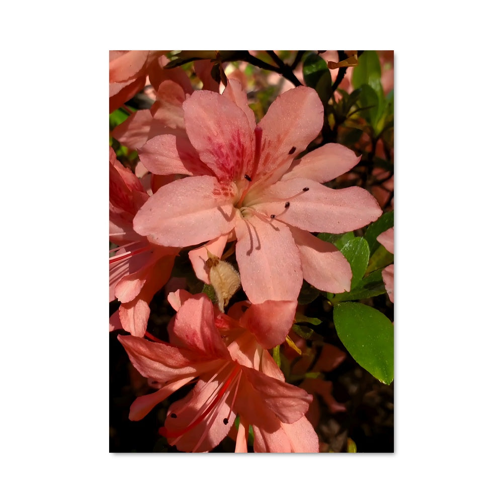 Poster Azalea Bloom