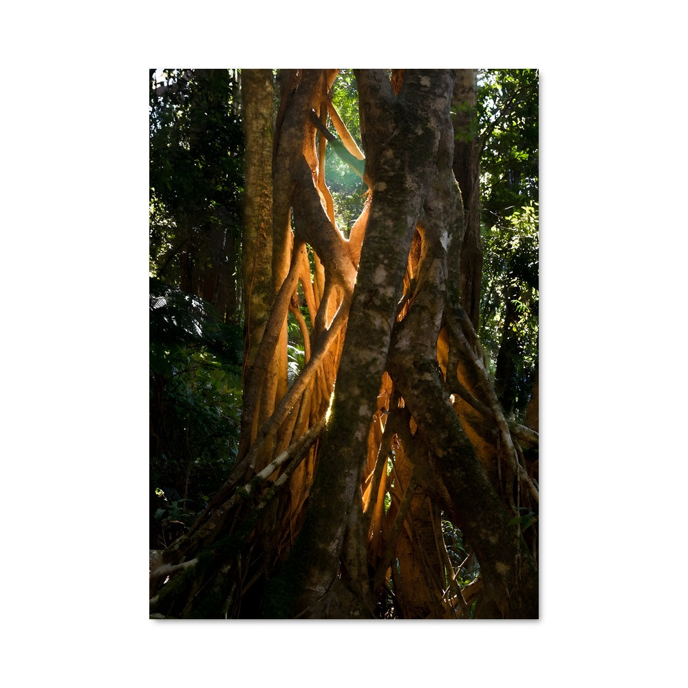 Poster Banyan tree 96919