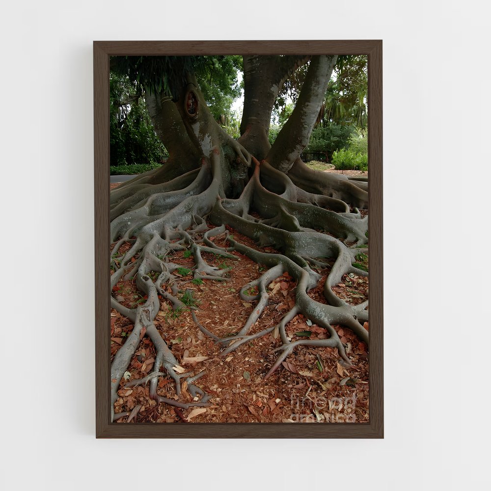 ap-banyan tree-3 cadre Bois foncé