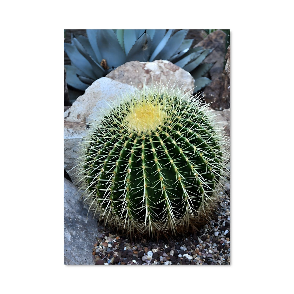 Poster Épines Dorées