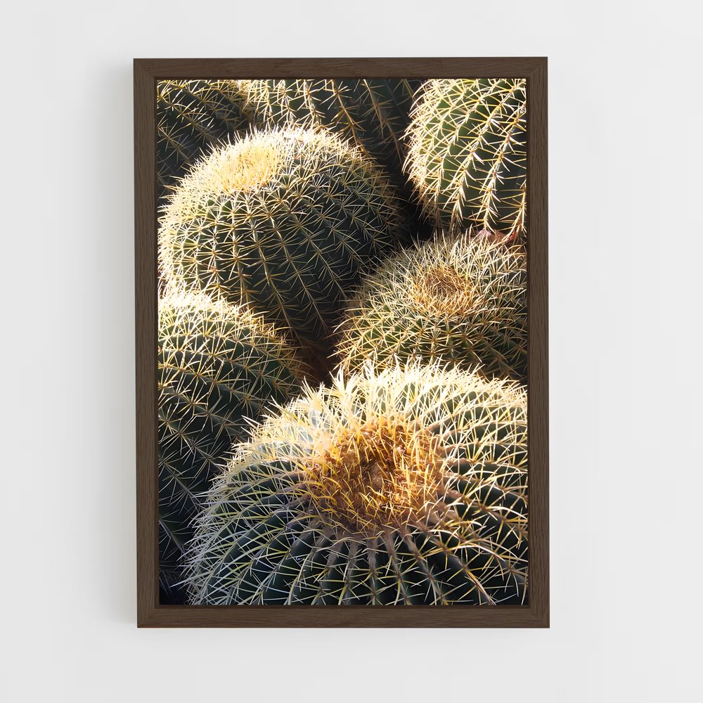 ap-barrel cactus-2 cadre Bois foncé