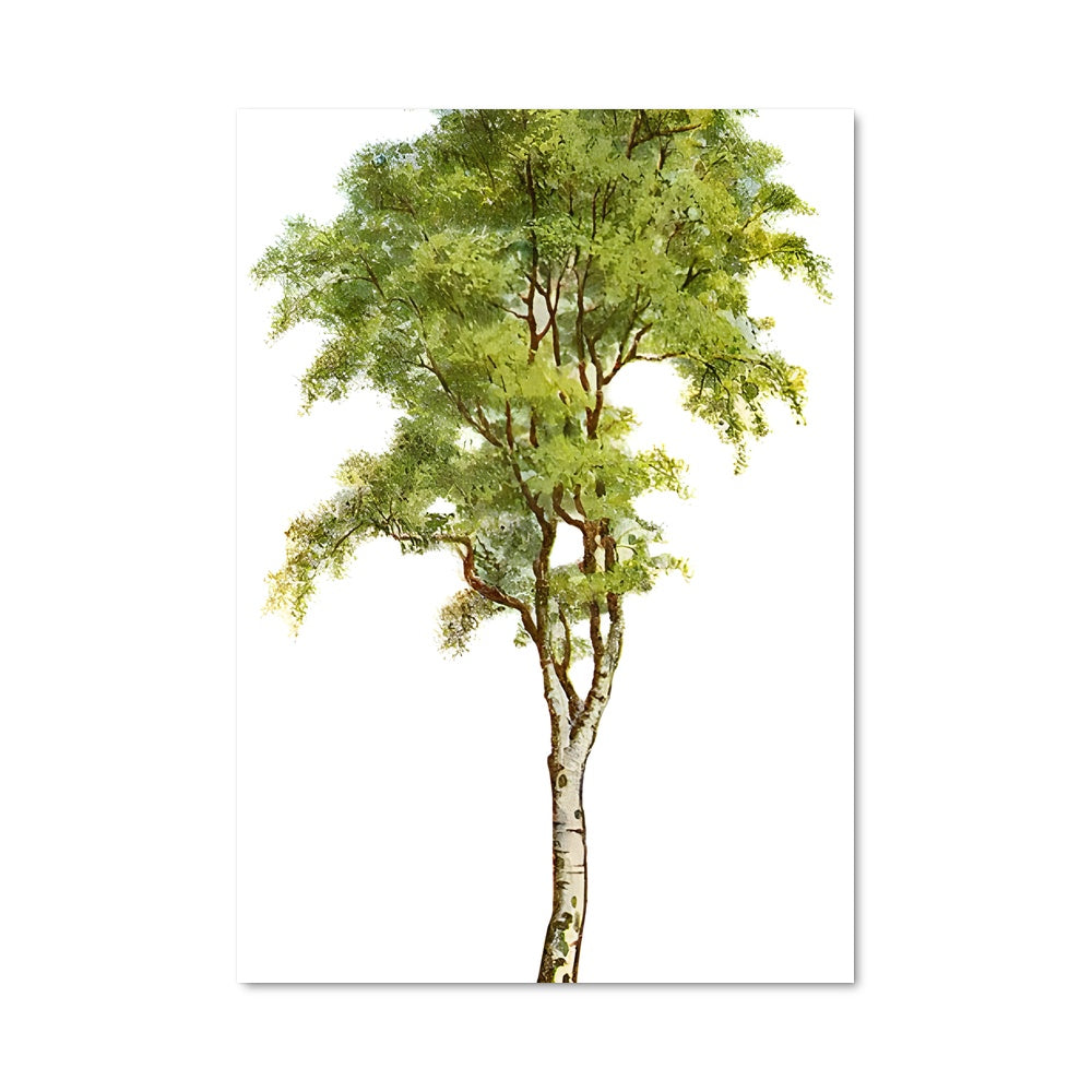 Poster Birch 96928