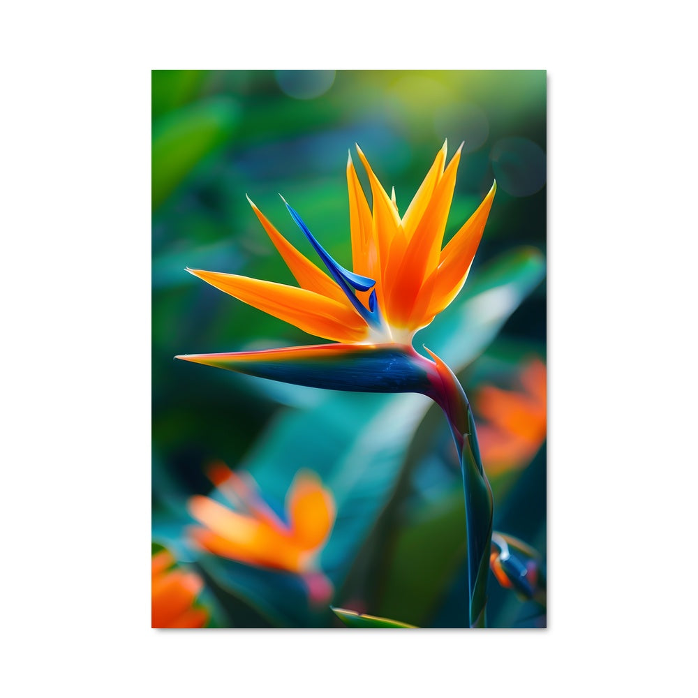 Poster Fleur du Paradis