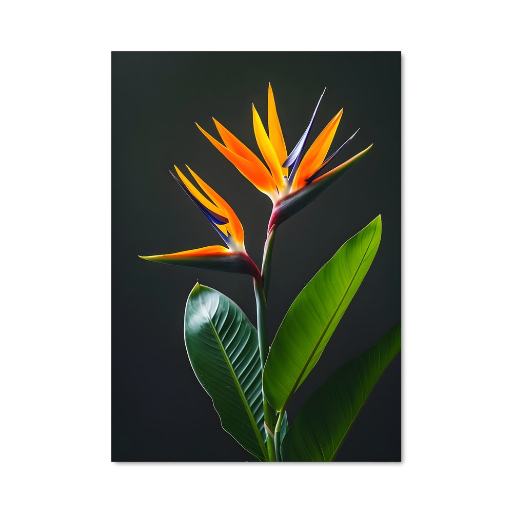 Poster Paradis Éclatant