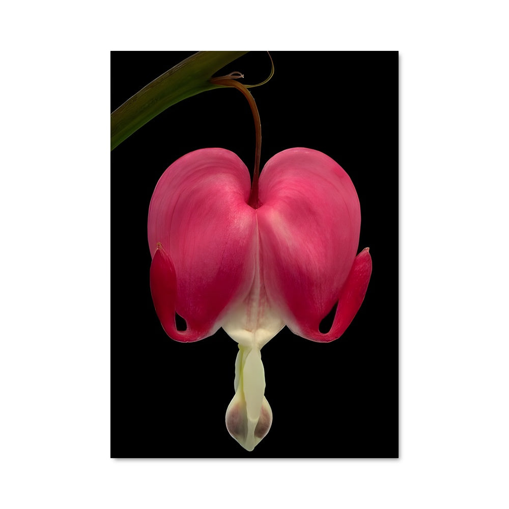 Poster Bleeding heart 96462