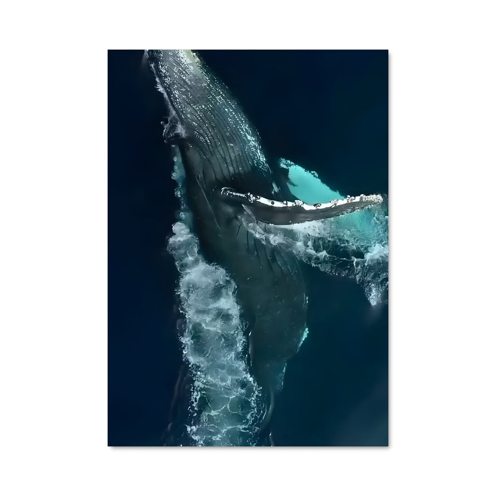 Poster Blue whale 83183