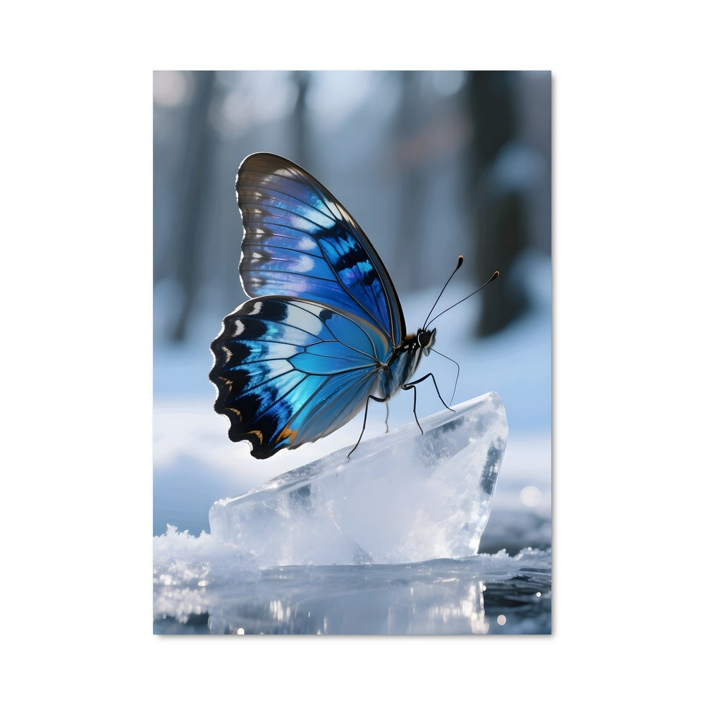 Poster Papillon Glacé