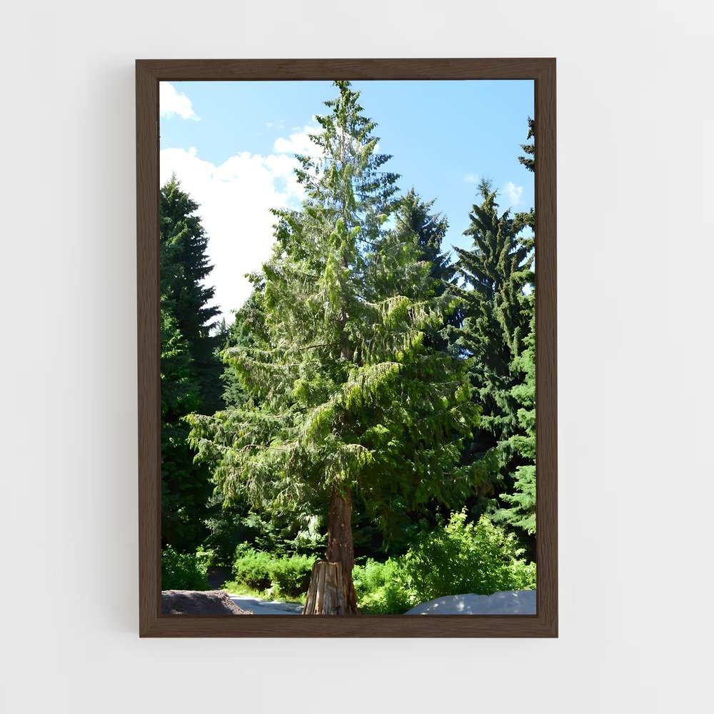 ap-cedar-5 cadre Bois foncé