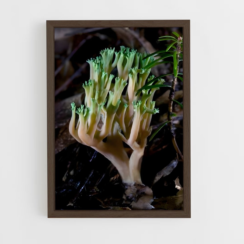 ap-coral fungus-1 cadre Bois foncé