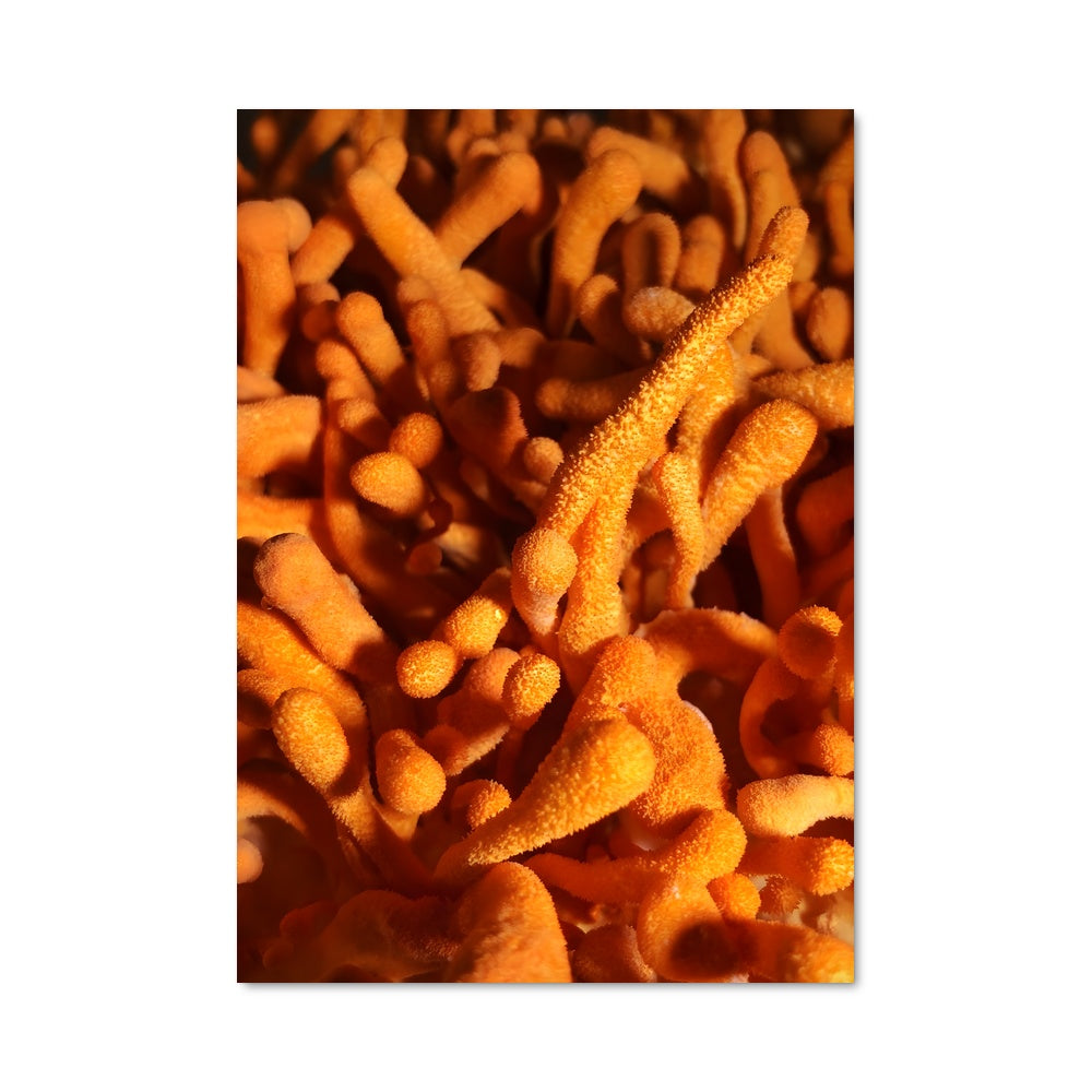 Poster Chemins de Fongus