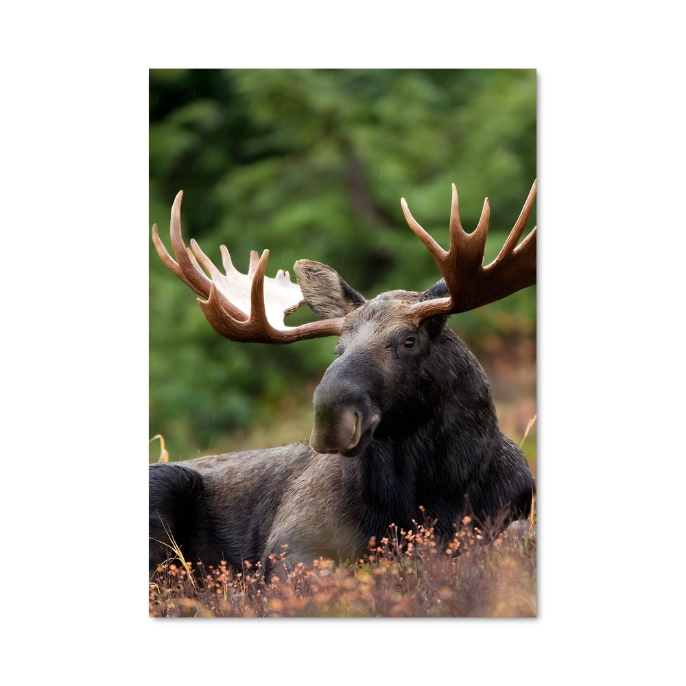 Poster Éléphant de la Forêt