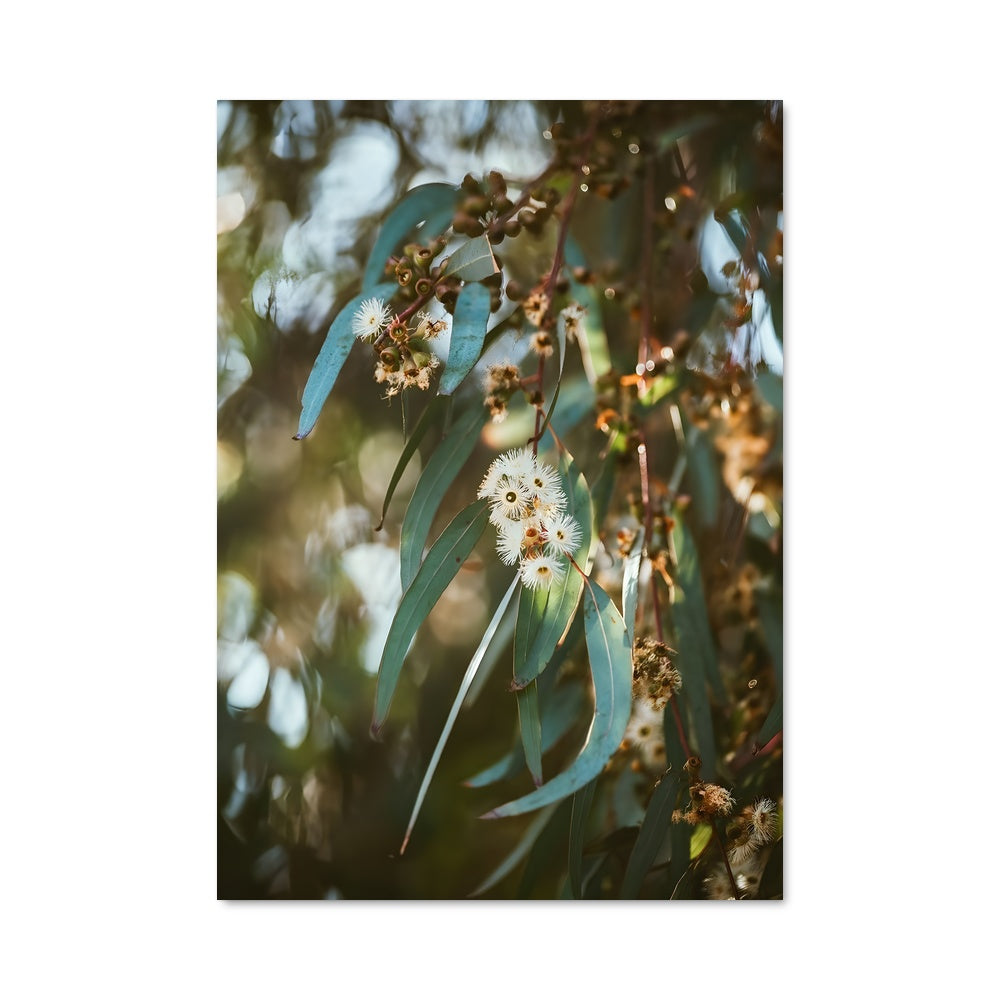 Poster Eucalyptus au Bord de la Mer