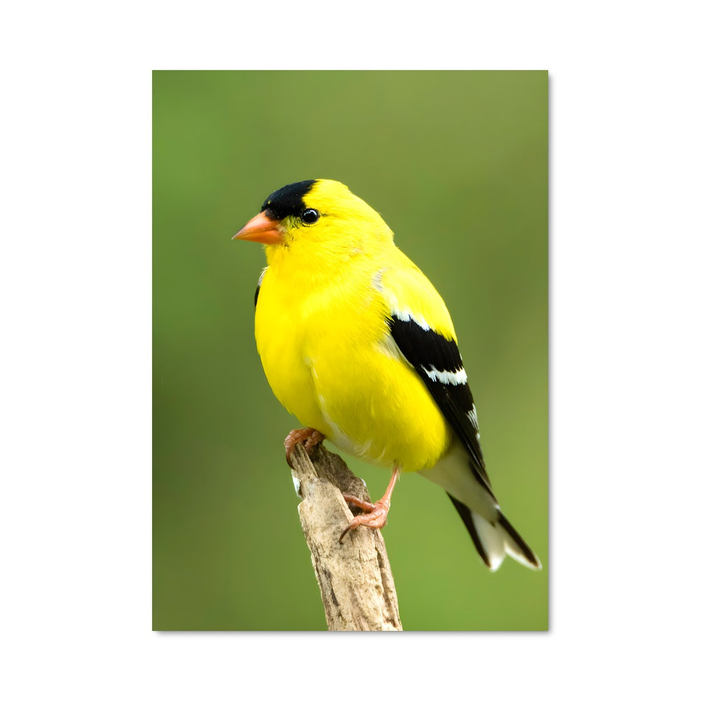 Poster Chanteur des Bois