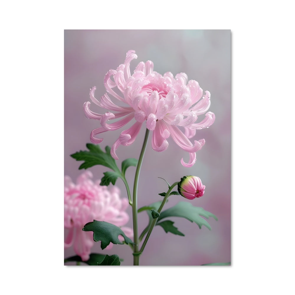 Poster Pivoine Passion