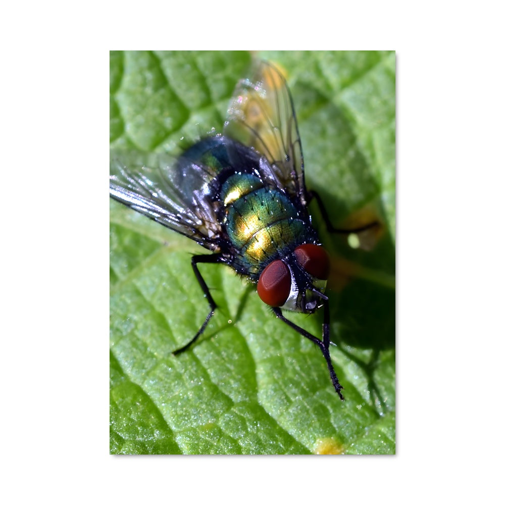 Poster Papillon de Feuille