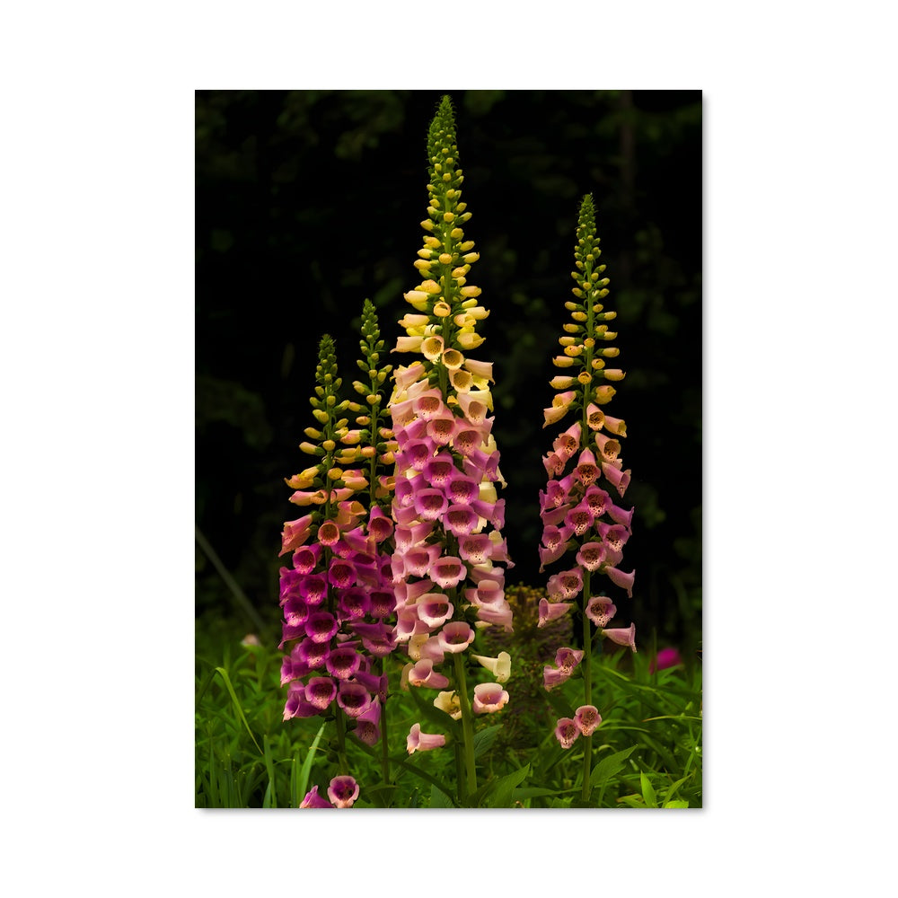 Poster Fleurs Sauvages