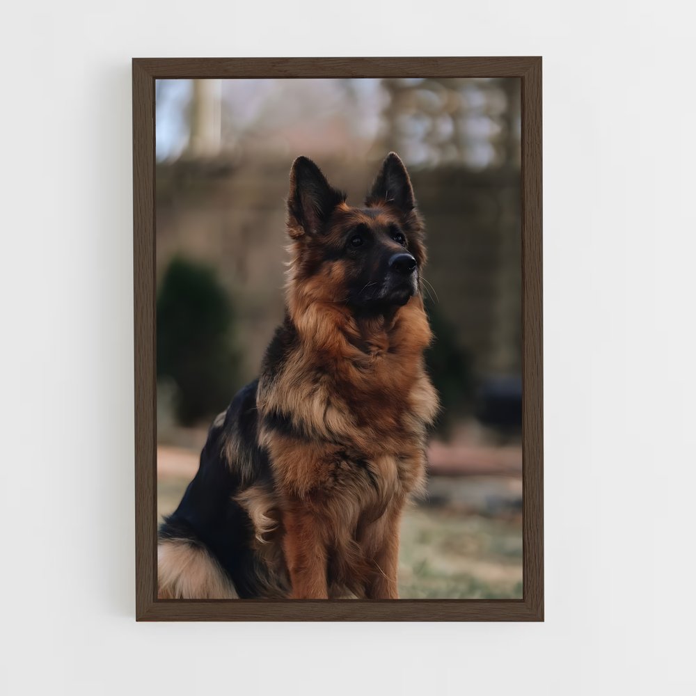 ap-german shepherd-1 cadre Bois foncé