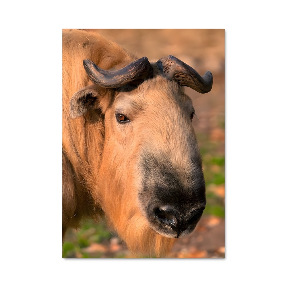 Poster La Chèvre Audacieuse