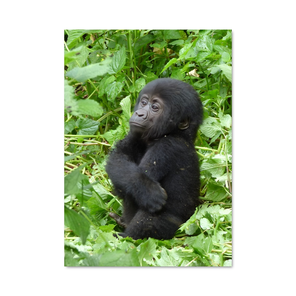 Poster Petit Gorille