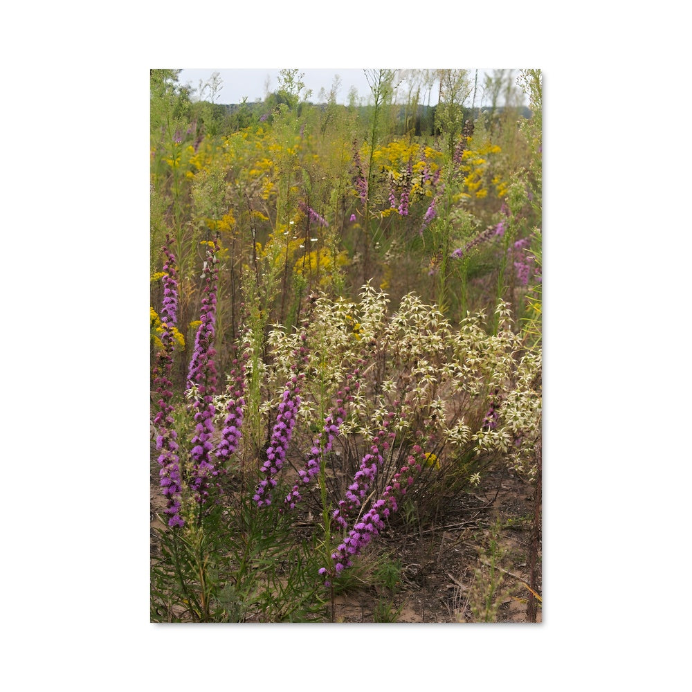 Poster Grassland 97377