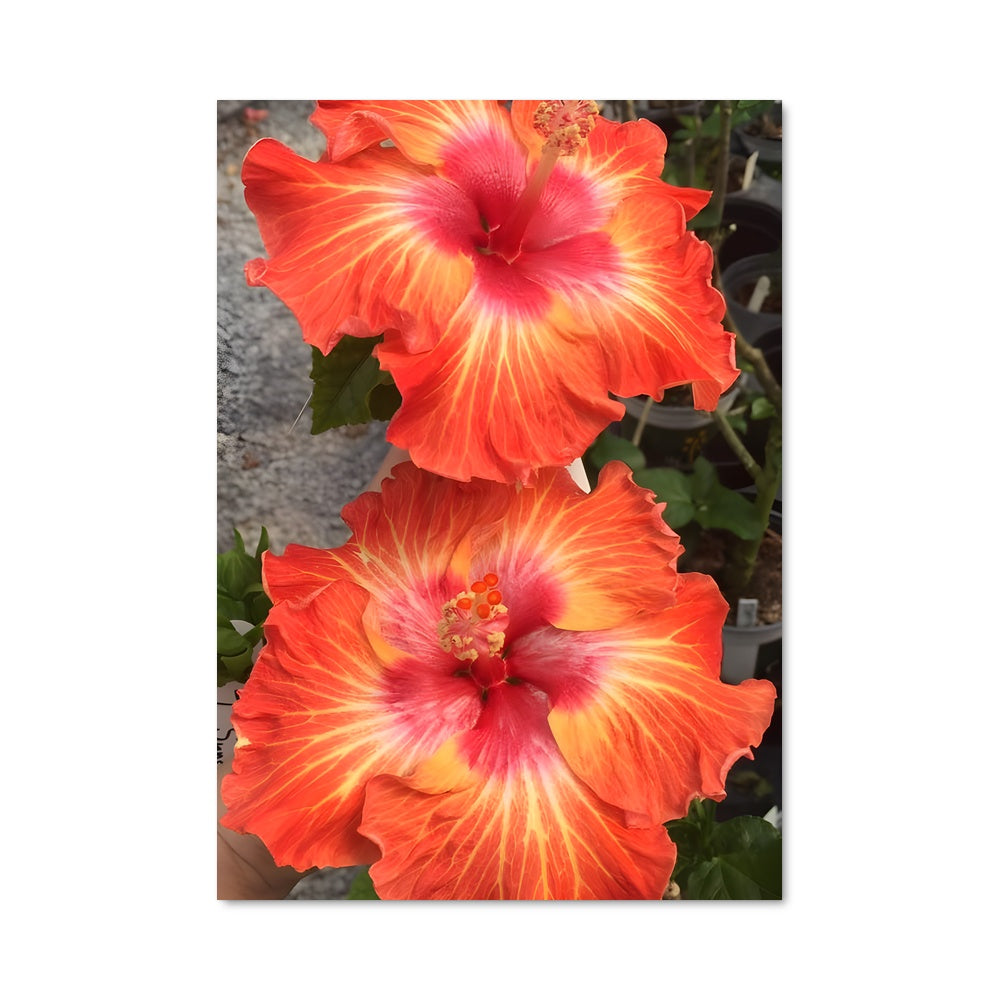 Poster Hibiscus 96582