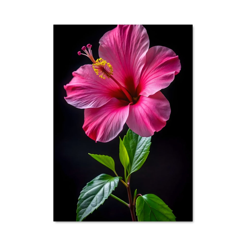 Poster Fleur de Minuit