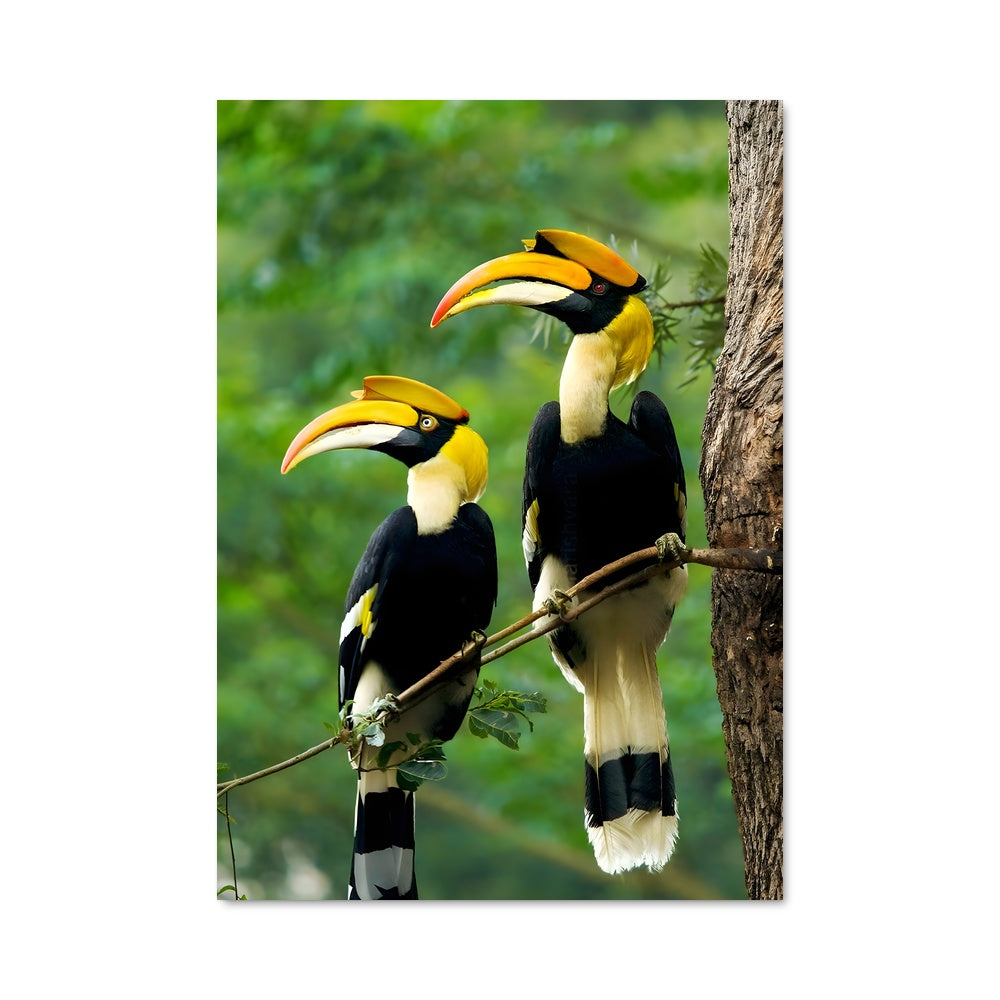 Poster Duo des Hornbills
