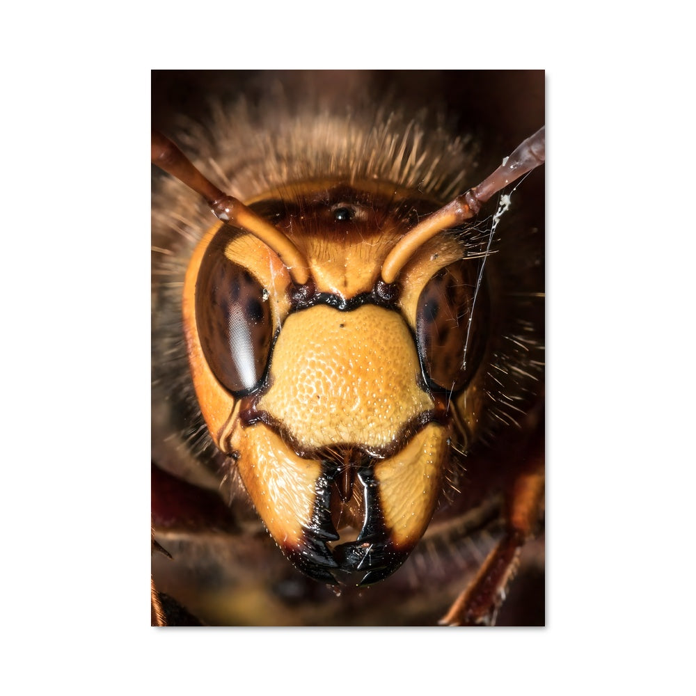 Poster La Reine des Guêpes