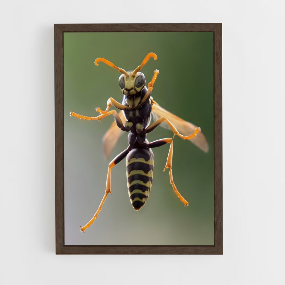 ap-hornet-8 cadre Bois foncé