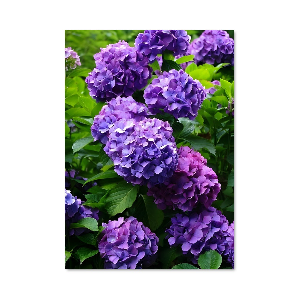 Poster Hydrangea 96593