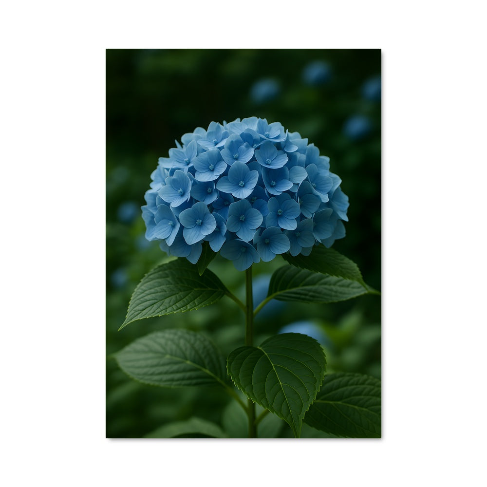 Poster Hydrangea Blue