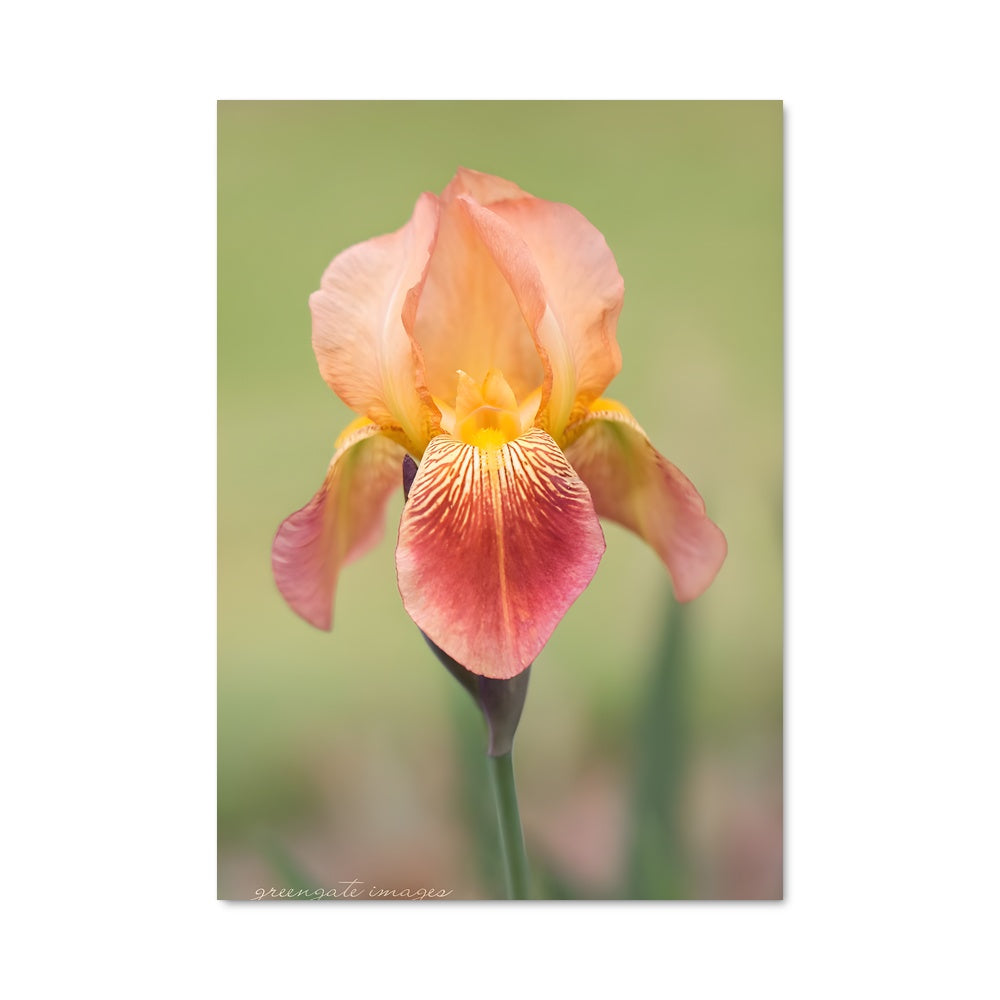 Poster Iris 96614