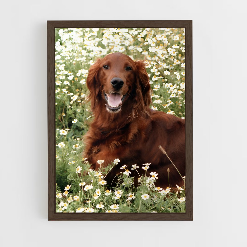 ap-irish setter-4 cadre Bois foncé