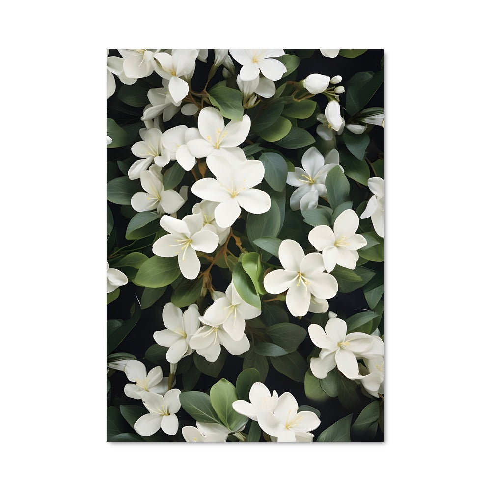 Poster Jasmine 96603