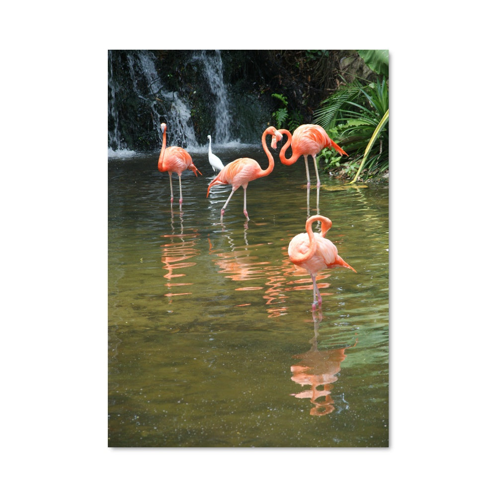 Poster Danse des Flamants