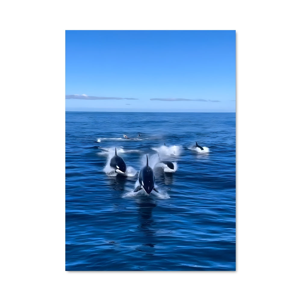 Poster Killer whale 83857