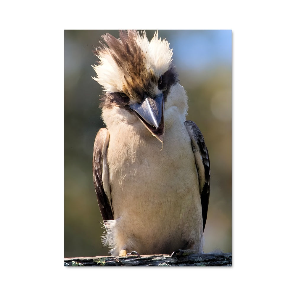 Poster Kookaburra Rocker