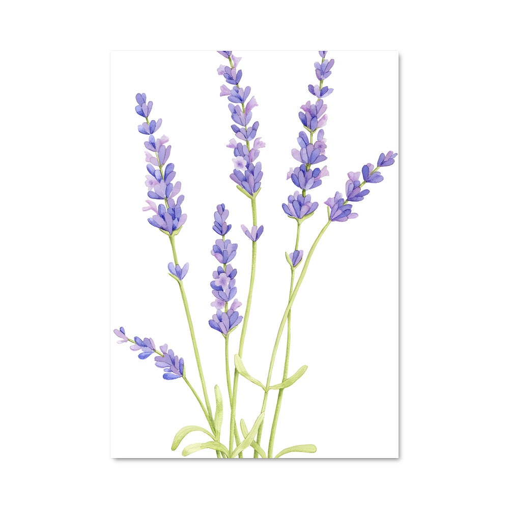 Poster Lavender 96612