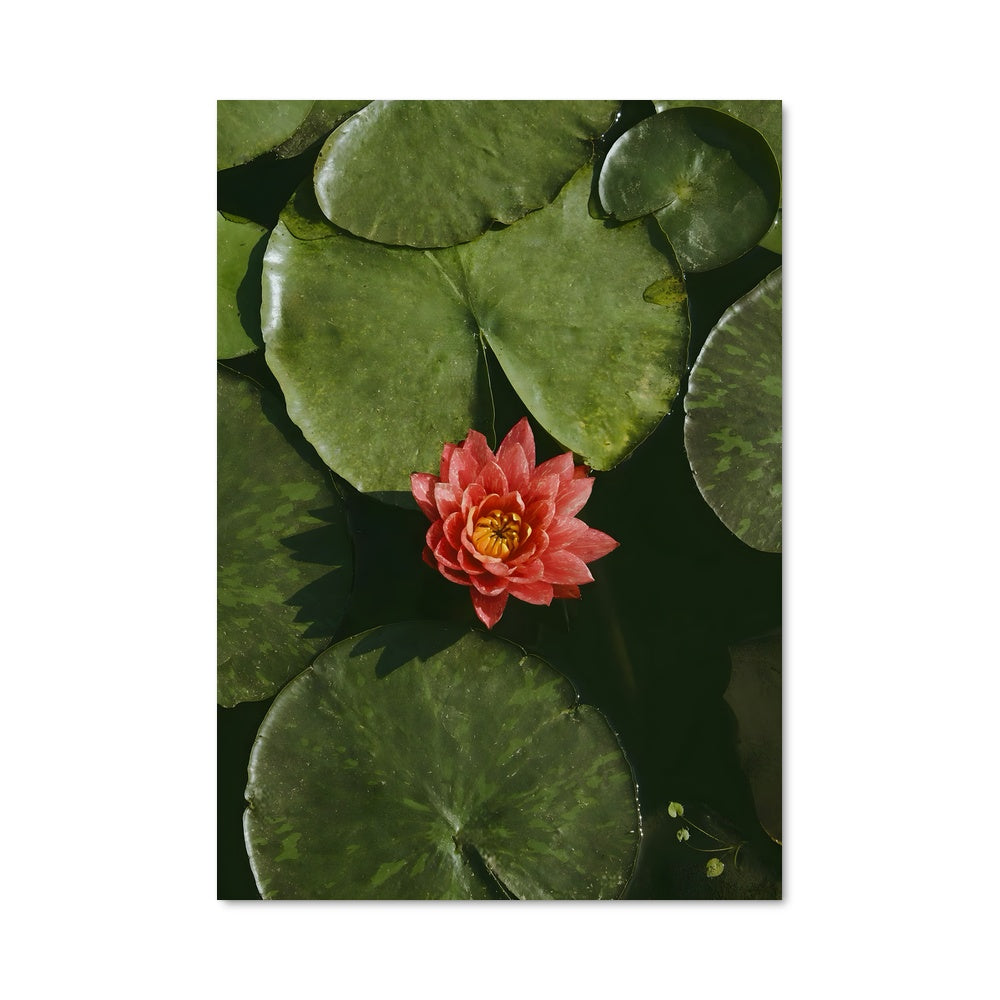 Poster Fleur de Rouge