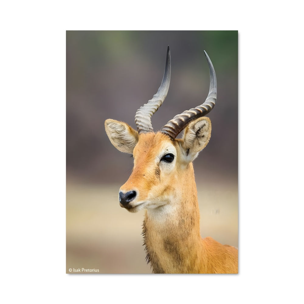Poster Regard de Gazelle