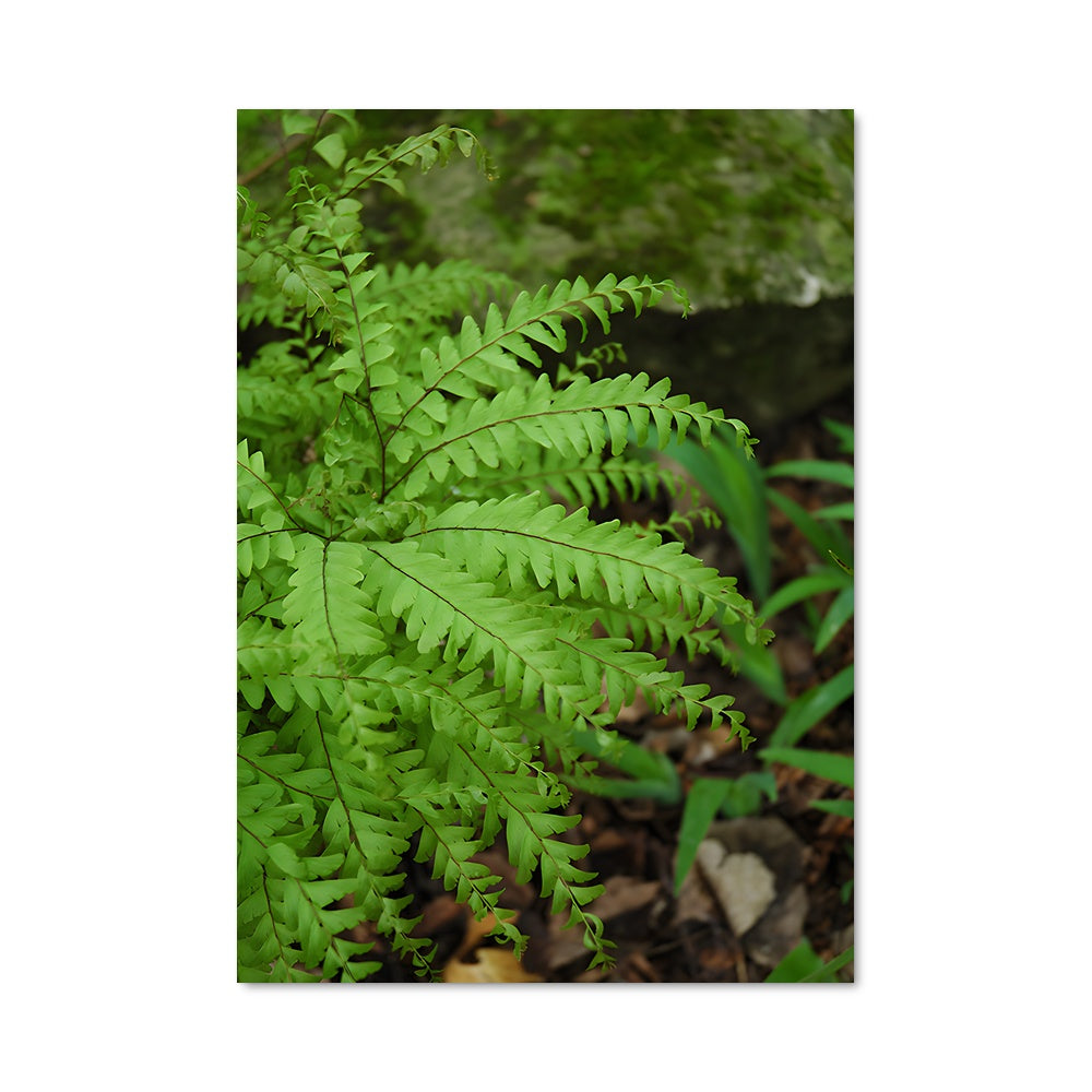 Poster Fougère Élégante