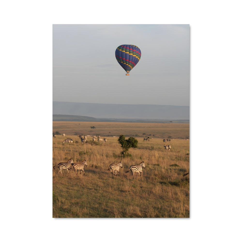 Poster Zebres en Évasion