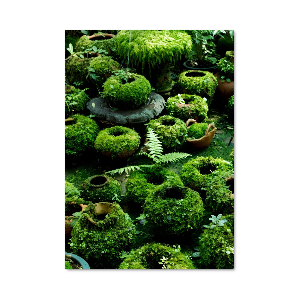 Poster Mousse Enchantée